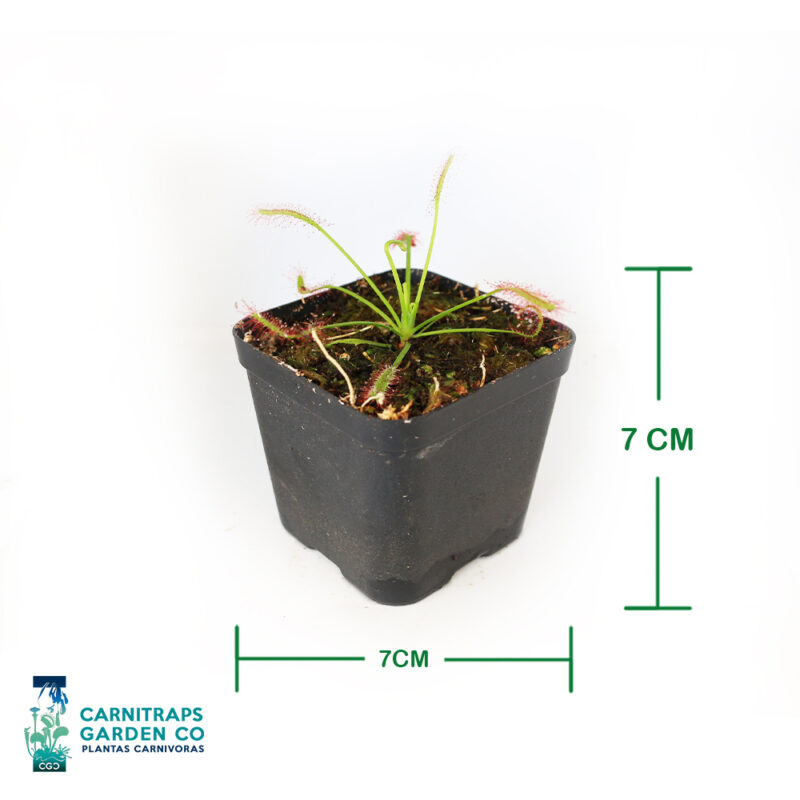 Drosera Capensis Típica p7