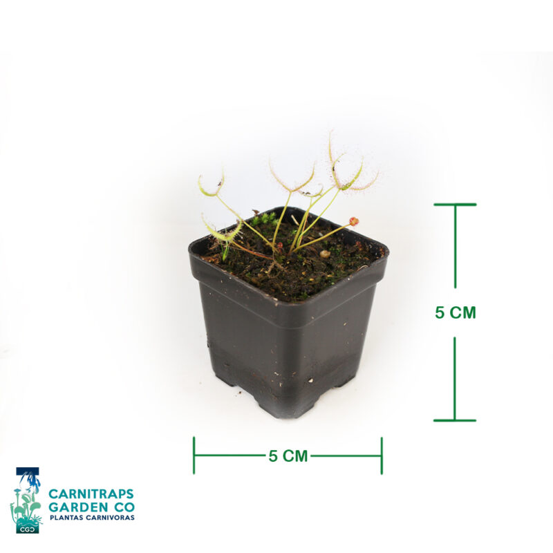 Drosera Binata mini p5
