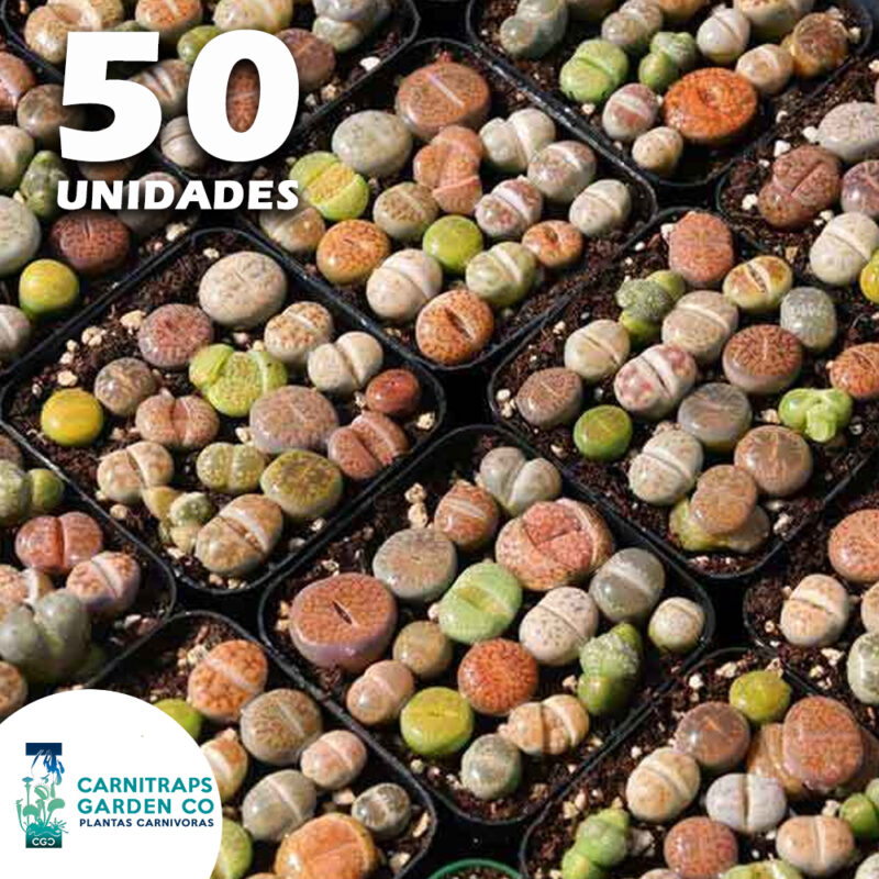 Semillas Plantas Piedra Lithops Mix 50 Unidades Variadas