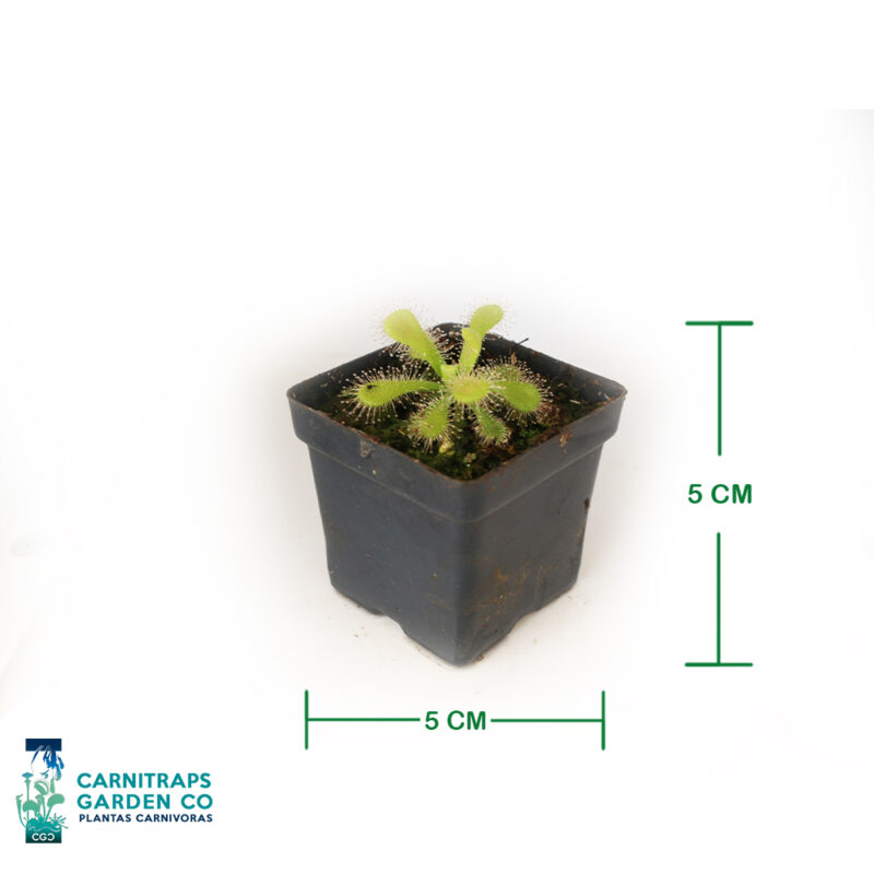 Drosera Venusta albina mini p5