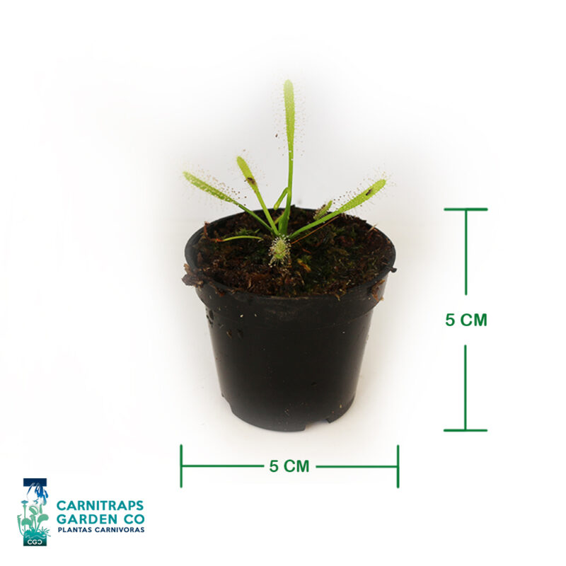 Drosera Capensis Alba mini p5
