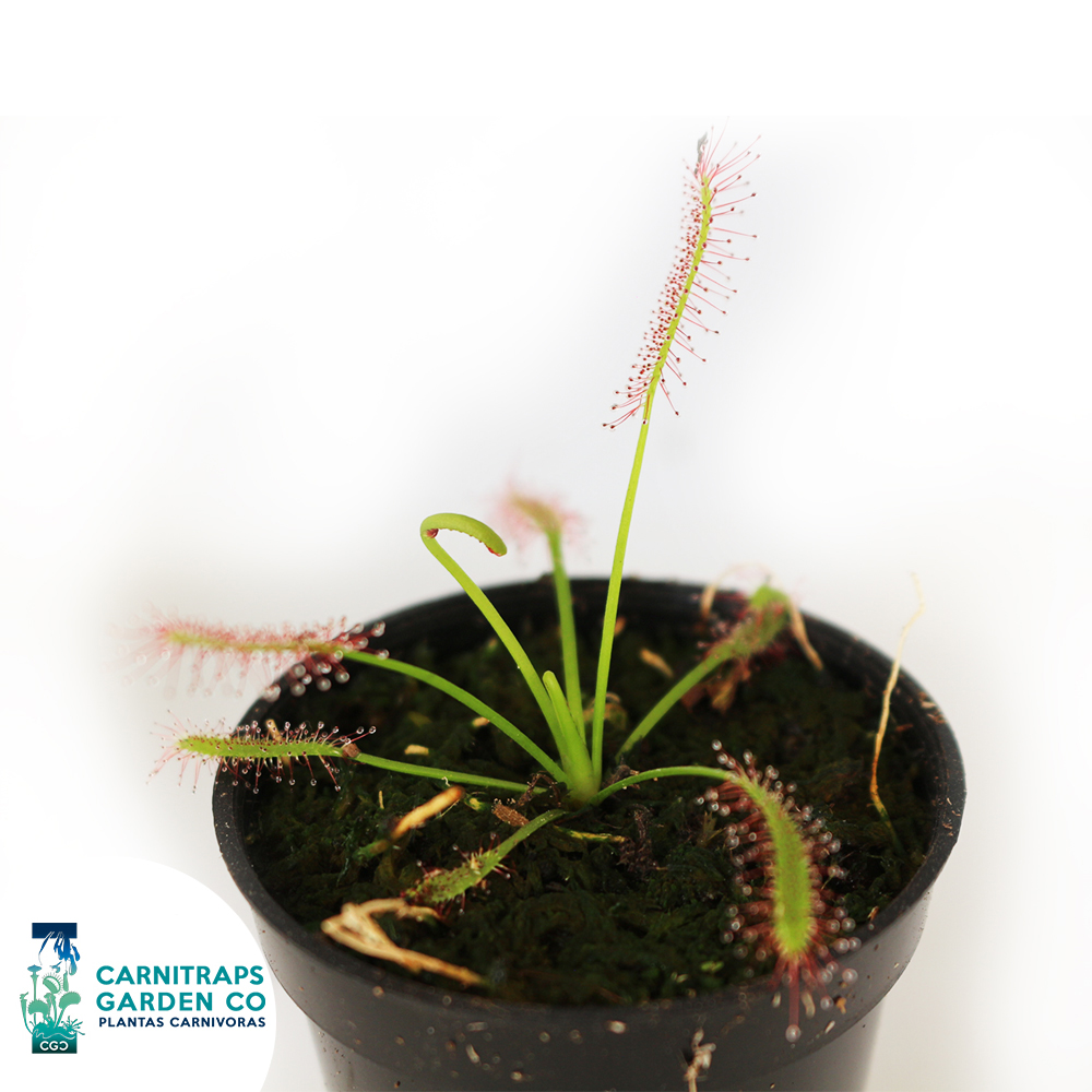 Drosera Capensis Típica mini p5 - Imagen 5