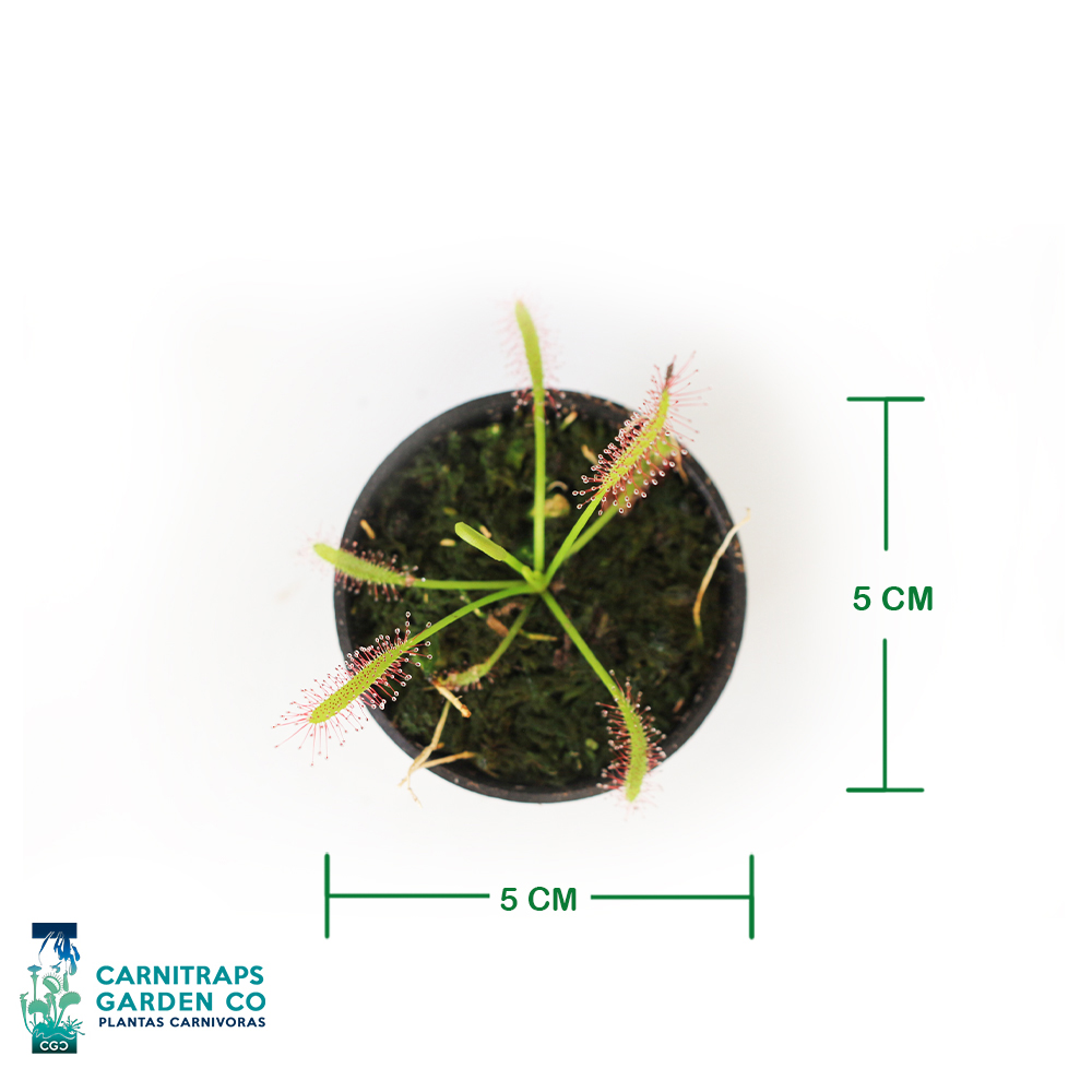 Drosera Capensis Típica mini p5 - Imagen 2