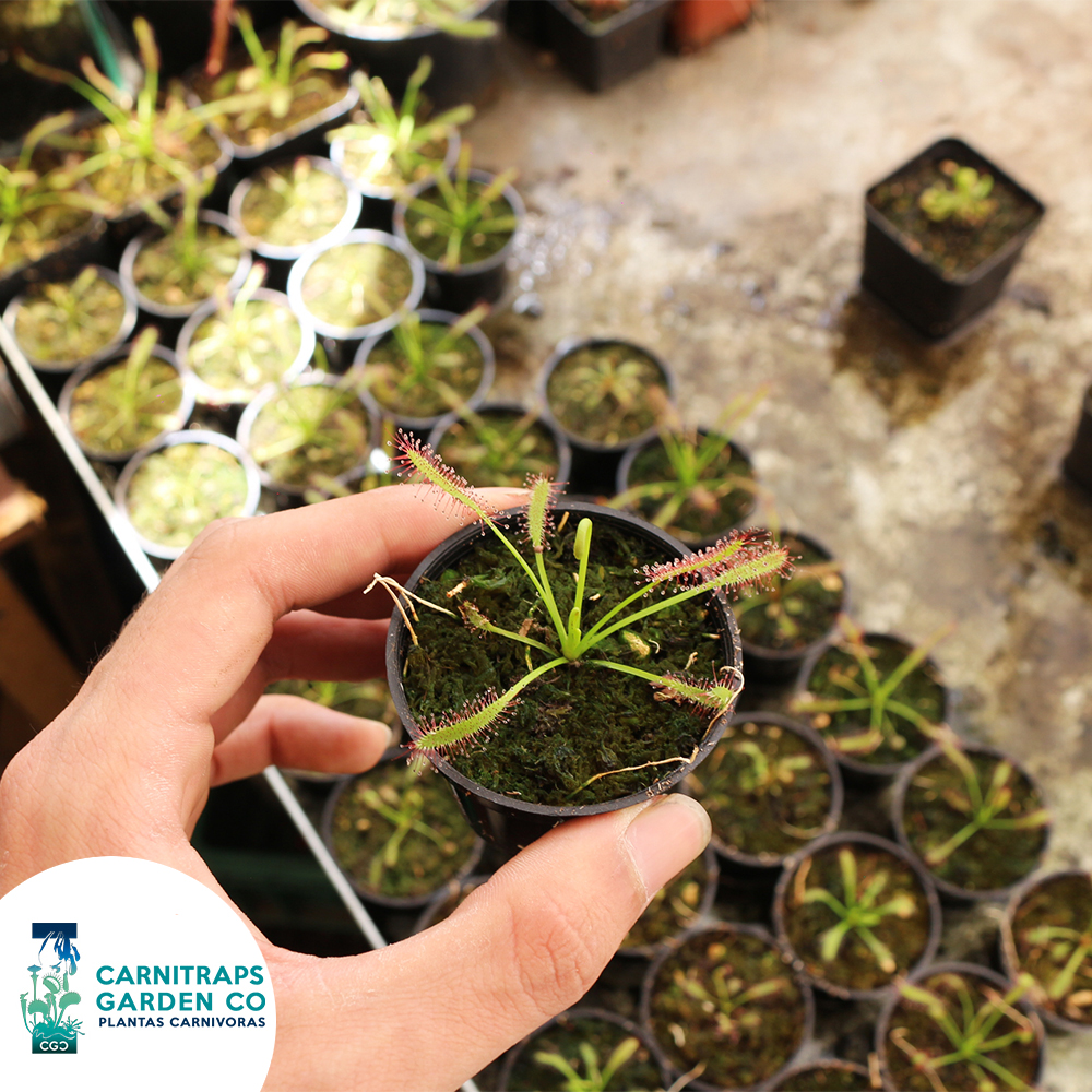 Drosera Capensis Típica mini p5 - Imagen 4