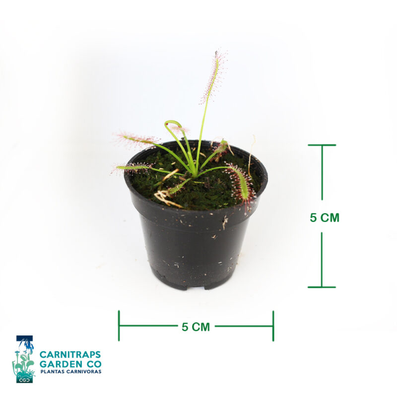 Drosera Capensis Típica mini p5