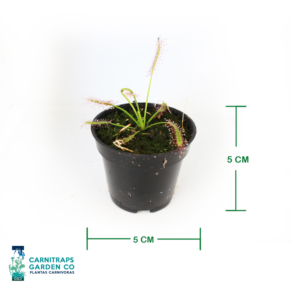 Drosera Capensis Típica mini p5