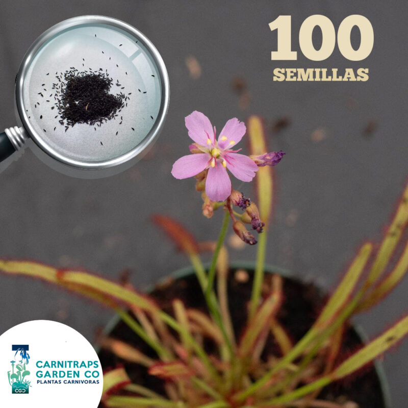 Semillas Drosera Capensis Típica x 100